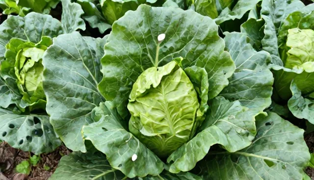 农机选型关注点：绿色蔬菜种植中的性能考量